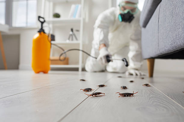 Post-Treatment Bed Bug Interceptor Monitoring in Cottage Grove